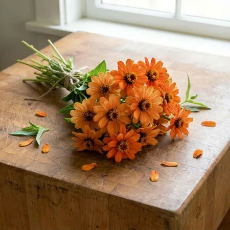 Orange Profusion, Zinnia Seeds - Packet image number null